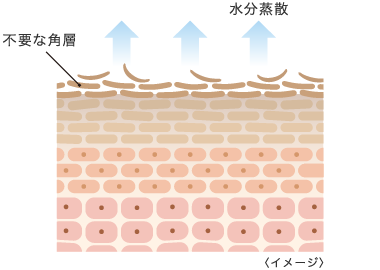 乾燥しやすい肌の肌断面イメージ
