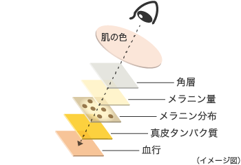 角層、メラニン量、メラニン分布、真皮タンパク質、血行