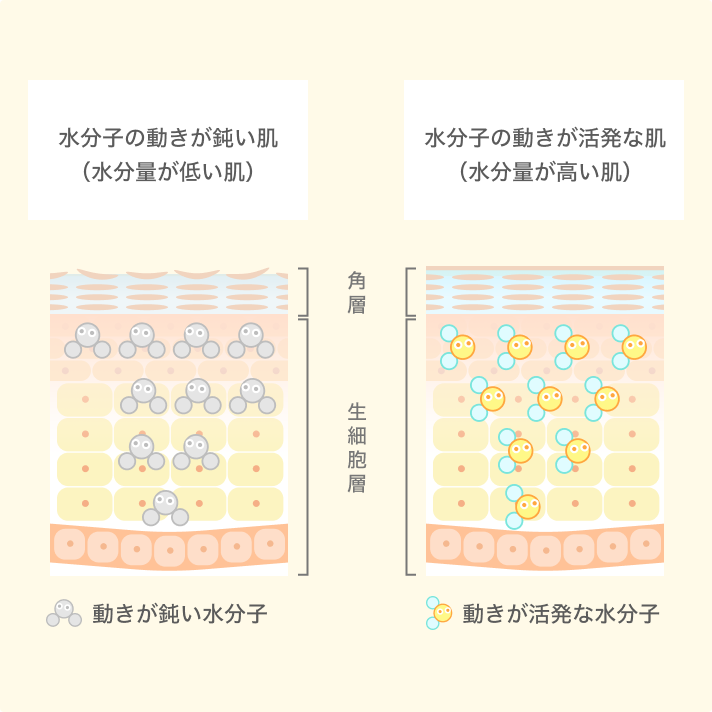水分子の動きが鈍い肌（水分量が低い肌）と水分子の動きが活発な肌（水分量が高い肌）