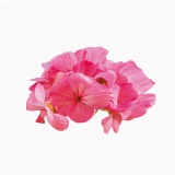 フウロソウ科植物