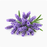 シソ科植物