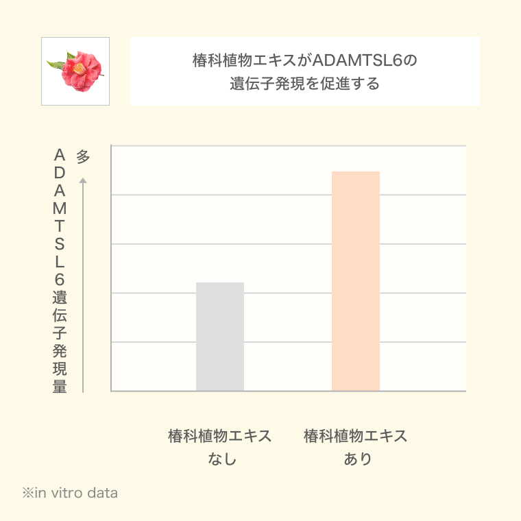 椿科植物エキスの有無によるADAMTSL6遺伝子発現量を比較した棒グラフ