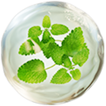 メリッサエキス