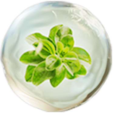 マヨラナエキス