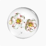 CP-S-SE成分(保湿成分)イメージ