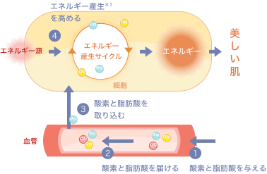 1.酸素と脂肪酸を与える 2.酸素と脂肪酸を届wける 3.酸素と脂肪酸を取り込む 4.エネルギー産生を高める 5.自ら美肌を生み出す