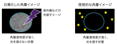 白濁化した角層：角層透明度が低く、光を通さない状態。理想的な角層イメージ：角層透明度が高く、光を通す状態。