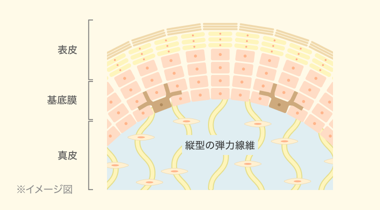 表皮~基底膜~真皮の断面イメージ図