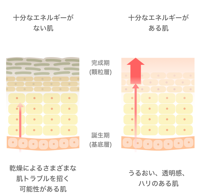 十分なエネルギーがない肌と十分なエネルギーがある肌